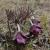Koniklec luční český (Pulsatilla pratensis bohemica) roste na suchých nebo skalních trávnících (T. Tichý)