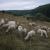 Pastva smíšeným stádem ovcí a koz na ploše po vykácení akátů
